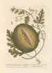 The Citrullus or Watermelon - Elizabeth Blackwell — artwork view