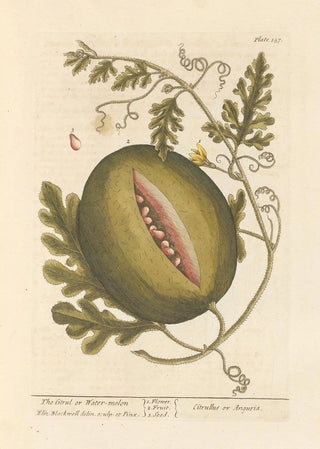 The Citrullus or Watermelon - Elizabeth Blackwell — artwork view