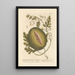 The Citrullus or Watermelon - Elizabeth Blackwell — framed artwork on a wall