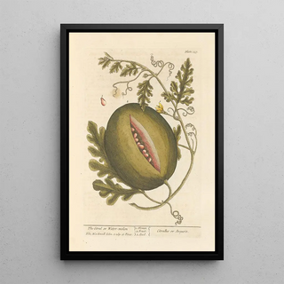 The Citrullus or Watermelon - Elizabeth Blackwell — framed artwork on a wall