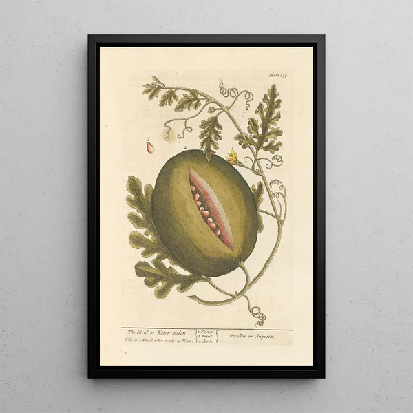 The Citrullus or Watermelon - Elizabeth Blackwell — framed artwork on a wall