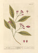 The Clove - Elizabeth Blackwell — artwork view