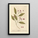The Clove - Elizabeth Blackwell — framed artwork on a wall
