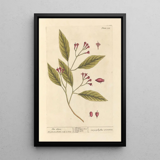 The Clove - Elizabeth Blackwell — framed artwork on a wall