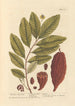 The coconut tree - Elizabeth Blackwell — artwork view