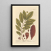 The coconut tree - Elizabeth Blackwell — framed artwork on a wall