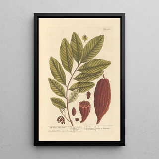 The coconut tree - Elizabeth Blackwell — framed artwork on a wall