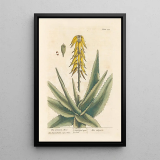 L'aloès commun - Elizabeth Blackwell — framed artwork on a wall