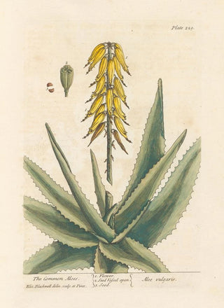 L'aloès commun - Elizabeth Blackwell — artwork view