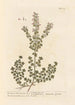 La calament des boutiques - Elizabeth Blackwell — artwork view