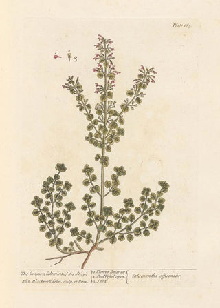 La calament des boutiques - Elizabeth Blackwell — artwork view