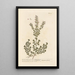 La calament des boutiques - Elizabeth Blackwell — framed artwork on a wall