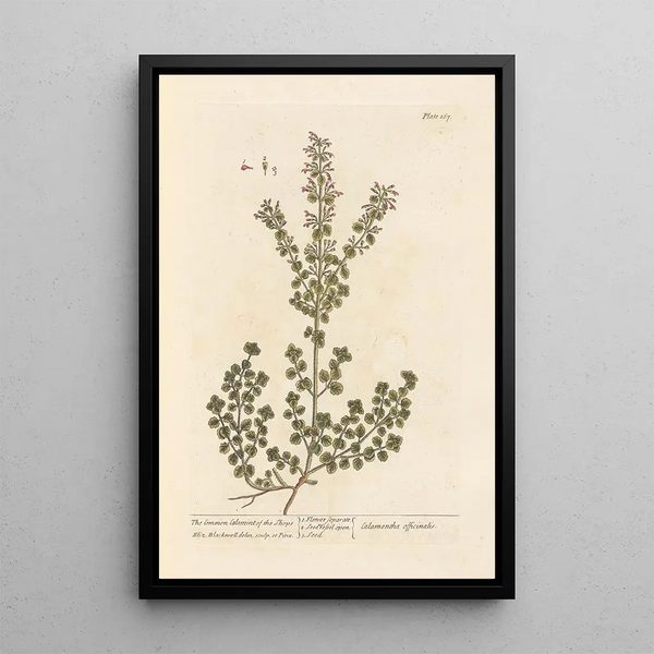 La calament des boutiques - Elizabeth Blackwell — framed artwork on a wall