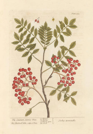 The Cormier - Elizabeth Blackwell — artwork view