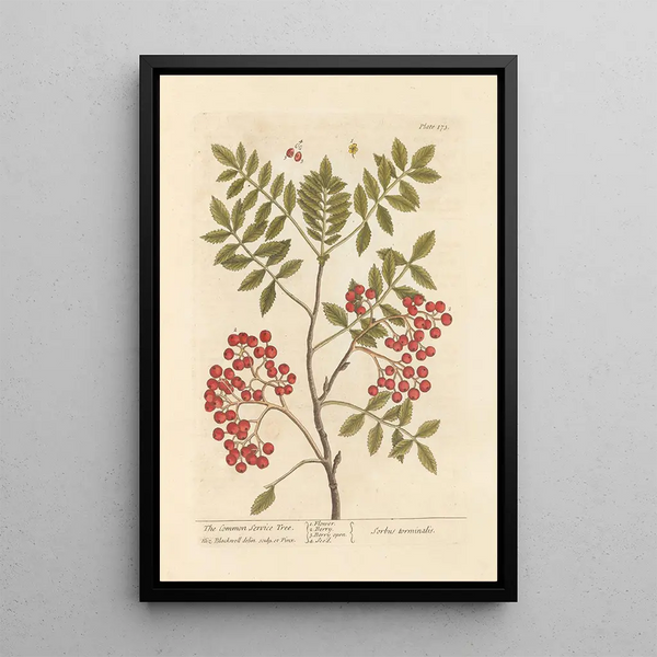 The Cormier - Elizabeth Blackwell — framed artwork on a wall