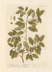 The cork oak - Elizabeth Blackwell — artwork view