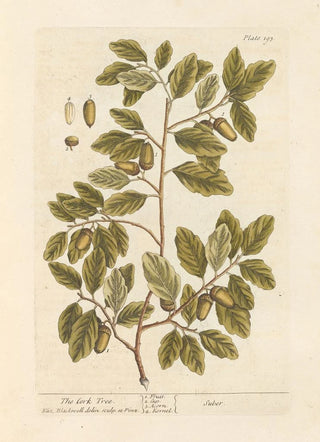The cork oak - Elizabeth Blackwell — artwork view