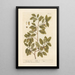 The cork oak - Elizabeth Blackwell — framed artwork on a wall