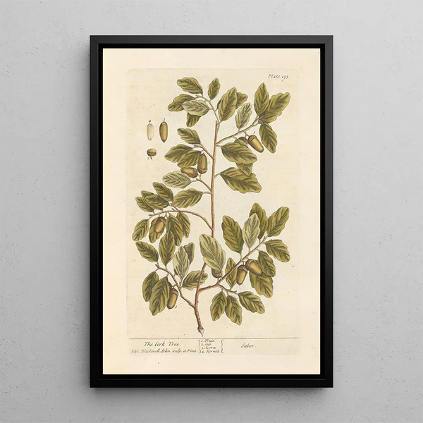 The cork oak - Elizabeth Blackwell — framed artwork on a wall