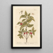 The dogwood - Elizabeth Blackwell — framed artwork on a wall