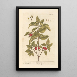 The dogwood - Elizabeth Blackwell — framed artwork on a wall