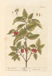 The dogwood - Elizabeth Blackwell — artwork view