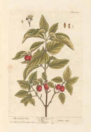 The dogwood - Elizabeth Blackwell — artwork view