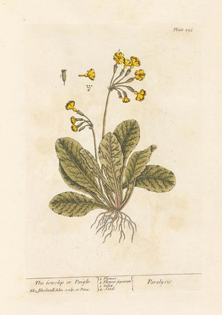 La primevère ou paigle - Elizabeth Blackwell — artwork view