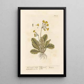 La primevère ou paigle - Elizabeth Blackwell — framed artwork on a wall