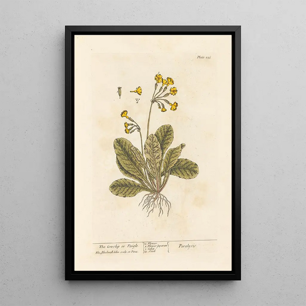 La primevère ou paigle - Elizabeth Blackwell — framed artwork on a wall