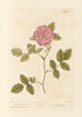 La rose de Damas - Elizabeth Blackwell — artwork view