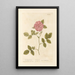 La rose de Damas - Elizabeth Blackwell — framed artwork on a wall