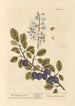 The Plum Tree - Elizabeth Blackwell — artwork view