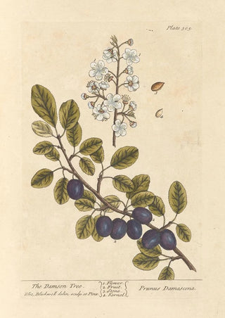 The Plum Tree - Elizabeth Blackwell — artwork view