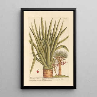 The Dragon Tree - Elizabeth Blackwell — framed artwork on a wall