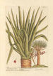 The Dragon Tree - Elizabeth Blackwell — artwork view