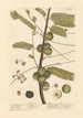 The Myrobolan Emblique - Elizabeth Blackwell — artwork view