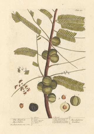The Myrobolan Emblique - Elizabeth Blackwell — artwork view