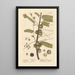 The Myrobolan Emblique - Elizabeth Blackwell — framed artwork on a wall