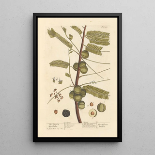 The Myrobolan Emblique - Elizabeth Blackwell — framed artwork on a wall