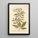 L'eupatoire d'Avicenne - Elizabeth Blackwell — framed artwork on a wall
