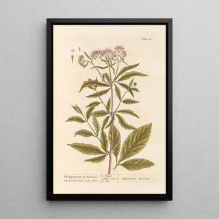 L'eupatoire d'Avicenne - Elizabeth Blackwell — framed artwork on a wall