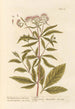 L'eupatoire d'Avicenne - Elizabeth Blackwell — artwork view