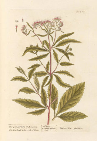 L'eupatoire d'Avicenne - Elizabeth Blackwell — artwork view