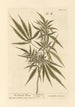 The female hemp - Elizabeth Blackwell — artwork view