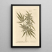 The female hemp - Elizabeth Blackwell — framed artwork on a wall