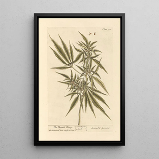 The female hemp - Elizabeth Blackwell — framed artwork on a wall