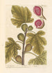 The Fig Tree - Elizabeth Blackwell — artwork view