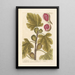 The Fig Tree - Elizabeth Blackwell — framed artwork on a wall