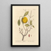 The Garcinia - Elizabeth Blackwell — framed artwork on a wall